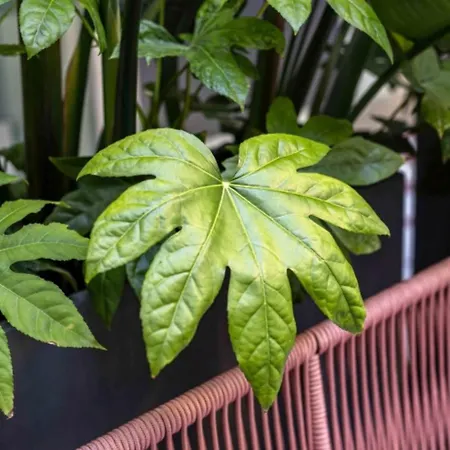 Upon Angels - Adults Only